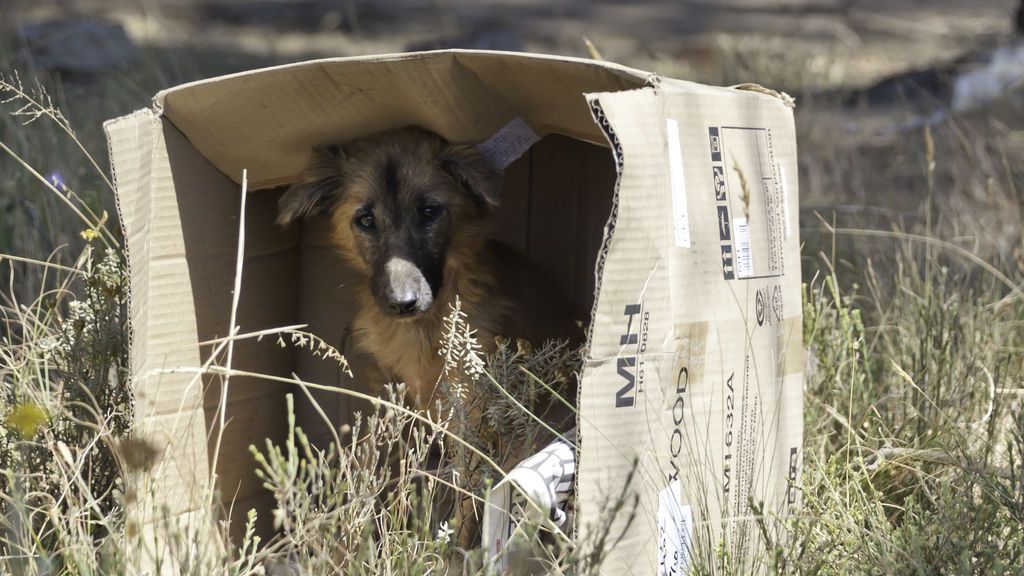 Alerta, perro abandonado: qué hacer si te encuentras uno por la calle