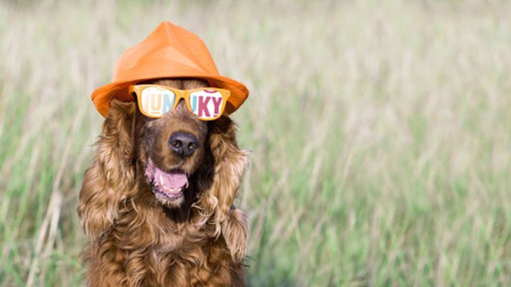 Perro Gafas IUMIUKY