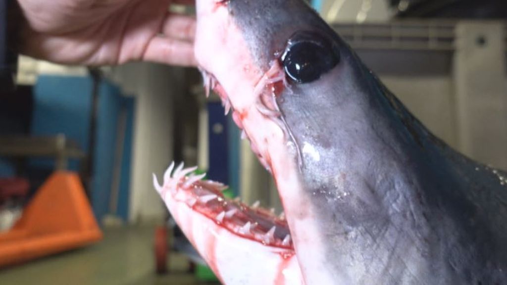 España es el segundo país del mundo que más tiburones caza