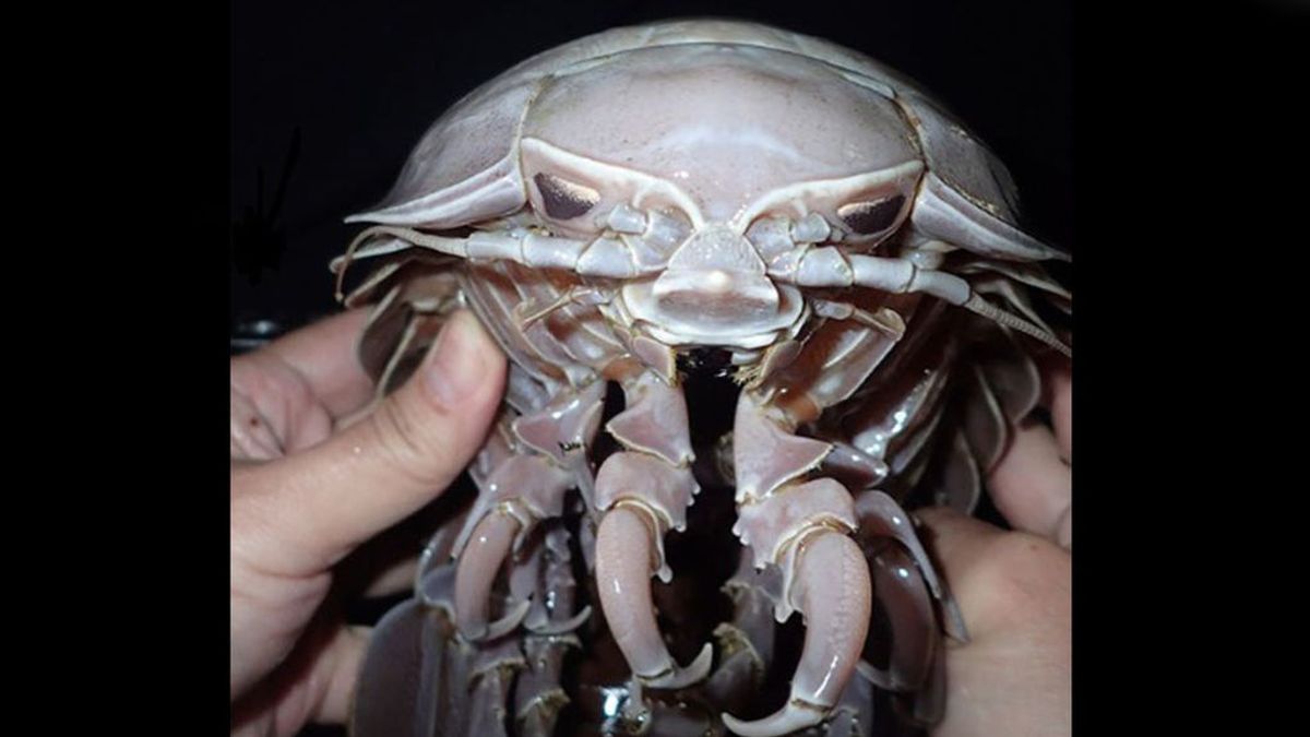 Hallan una nueva especie de cucaracha marina gigantesca parecida a Darth Vader