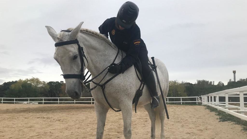 Buscan familias para cuatro caballos de la Policía: "Ya hemos recibido 200 solicitudes" Buscan familias para cuatro caballos de la Policía: "Ya hemos recibido 200 solicitudes"