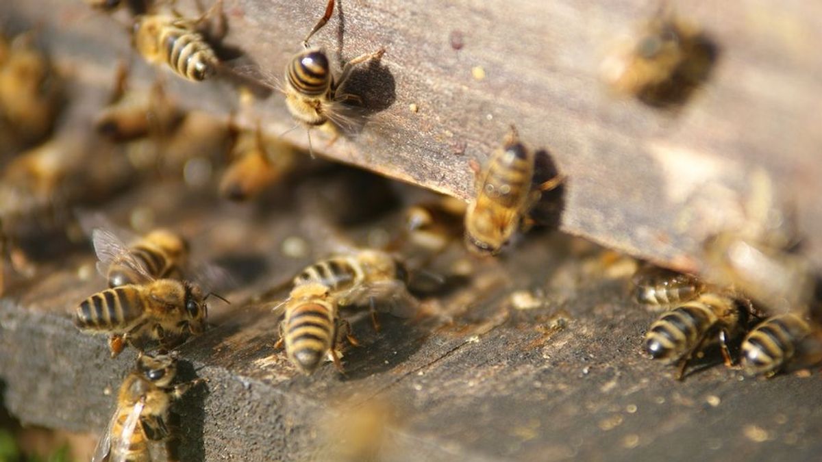 Un enjambre de abejas bloquea el acceso a un edificio de una ciudad rusa y no deja entrar a los vecinos