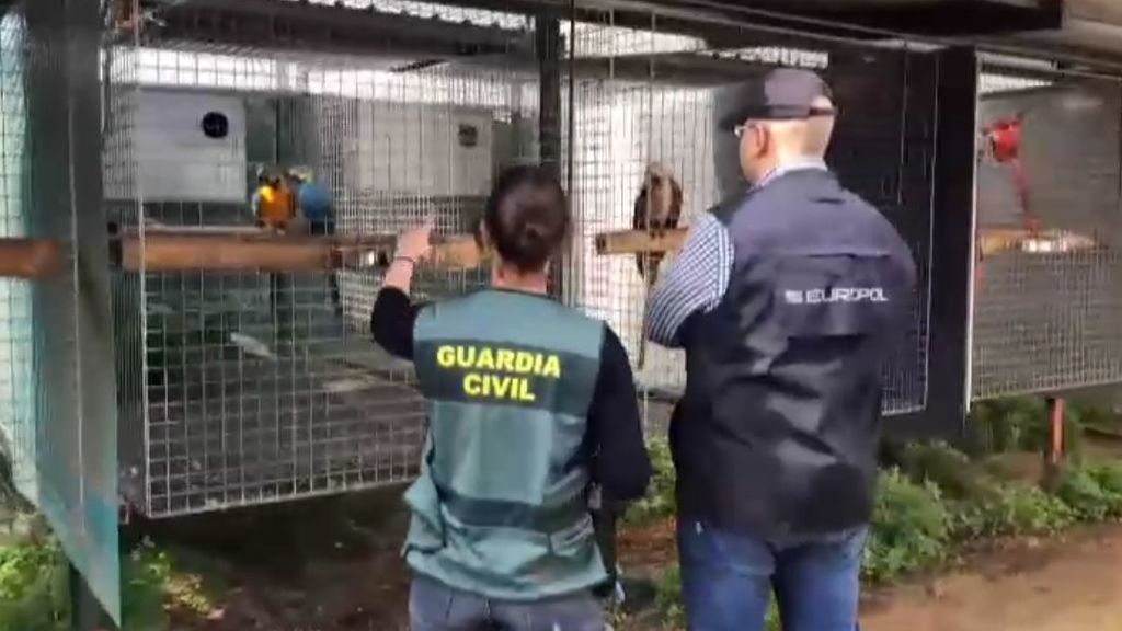 La Guardia Civil desarticula una red dedicada al tráfico ilegal de especies protegidas