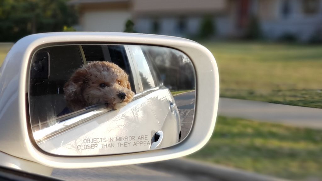 Seis minutos bastan para acabar con su vida: en verano, nunca dejes al perro en el coche