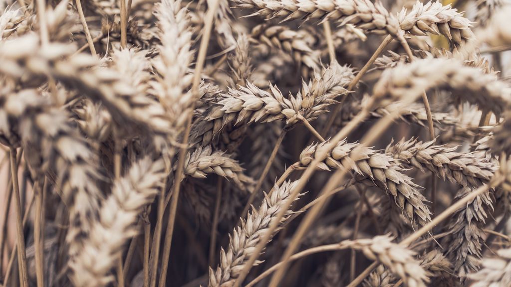 daniel-hansen-bwKIuGrnRIw-unsplash
