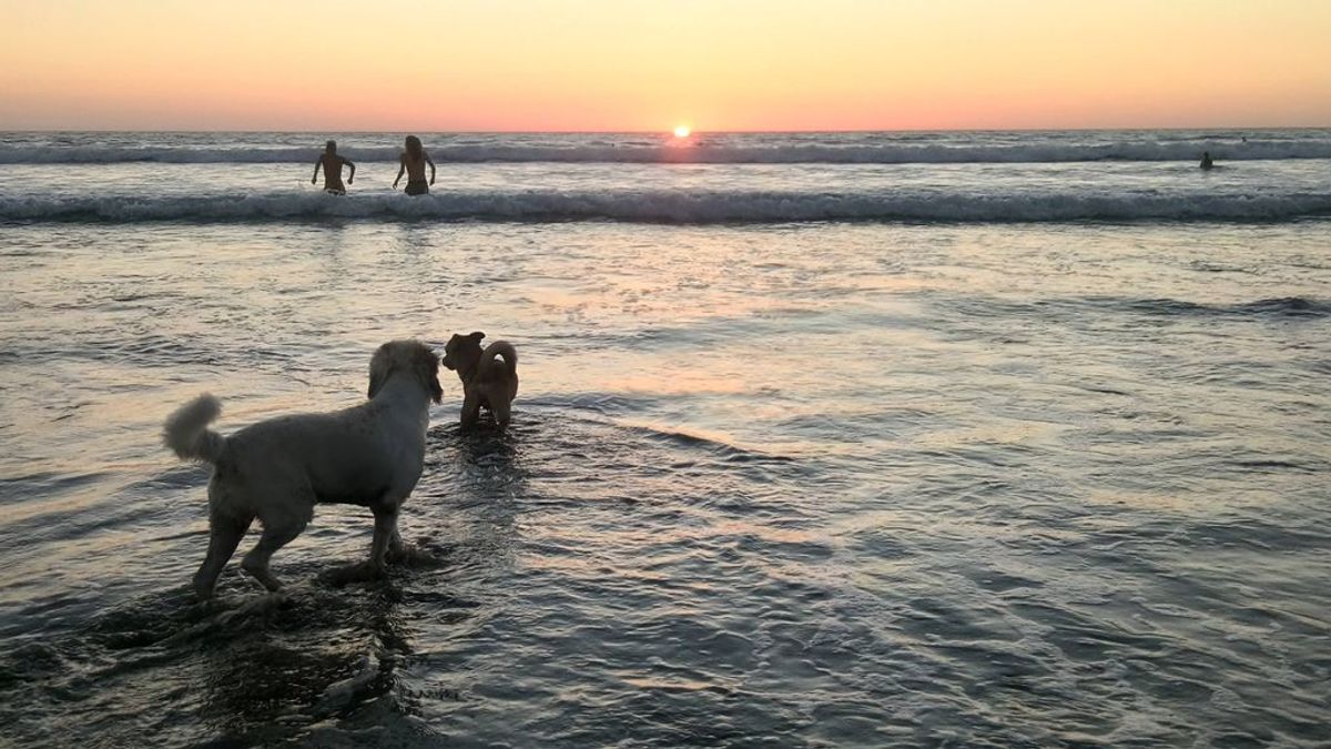 Un chapuzón en la playa con tu mejor amigo: lista de calas españolas que permiten el acceso a los perros