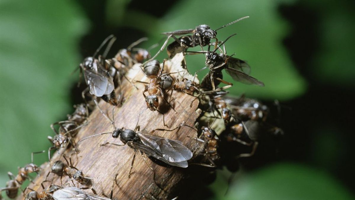 No es lluvia, son hormigas voladoras: la inusual captura de un radar meteorológico en el sur de Inglaterra