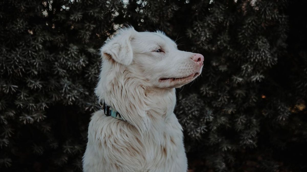 Cuando cambias la voz por el movimiento de la mano. Tips para educar a un perro sordo Cuando cambias la voz por el movimiento de la mano. Tips para educar a un perro sordo