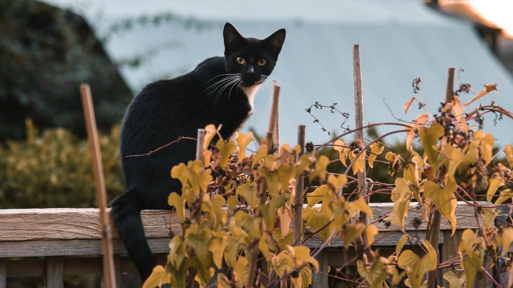 Gatos con garrapatas: cómo acabar con estos parásitos tan peligrosos para nuestra mascota