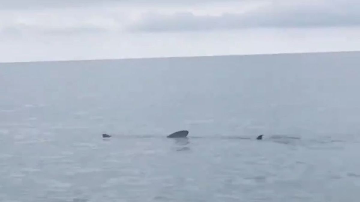 Tres tiburones provocan la bandera roja en una playa de Tarragona Tres tiburones provocan la bandera roja en una playa de Tarragona