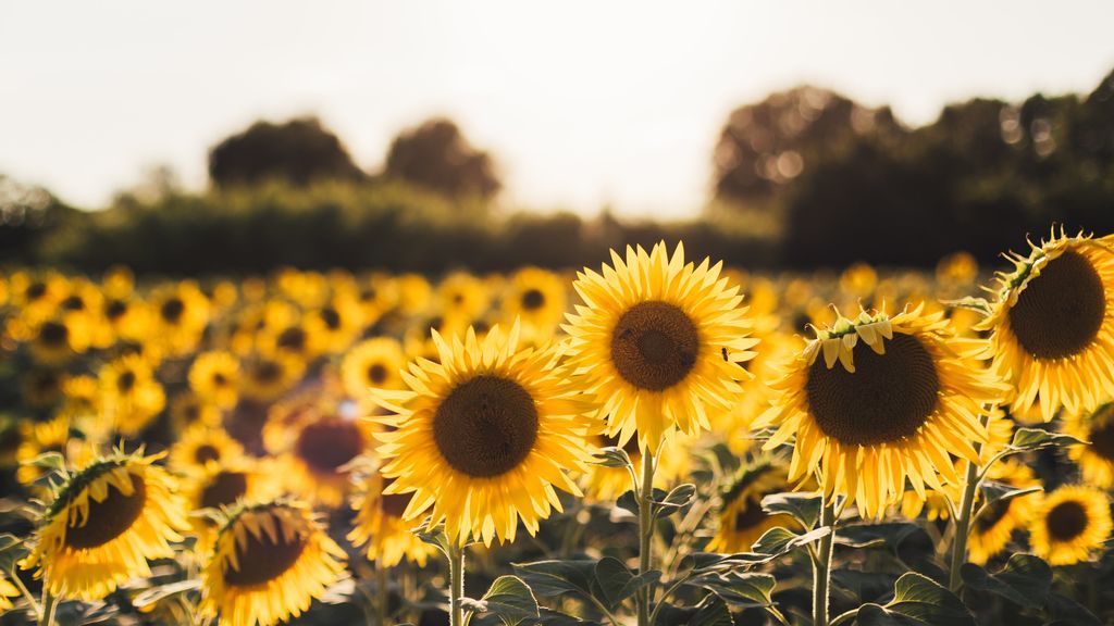 jordan-cormack-79RuacUiXUI-unsplash