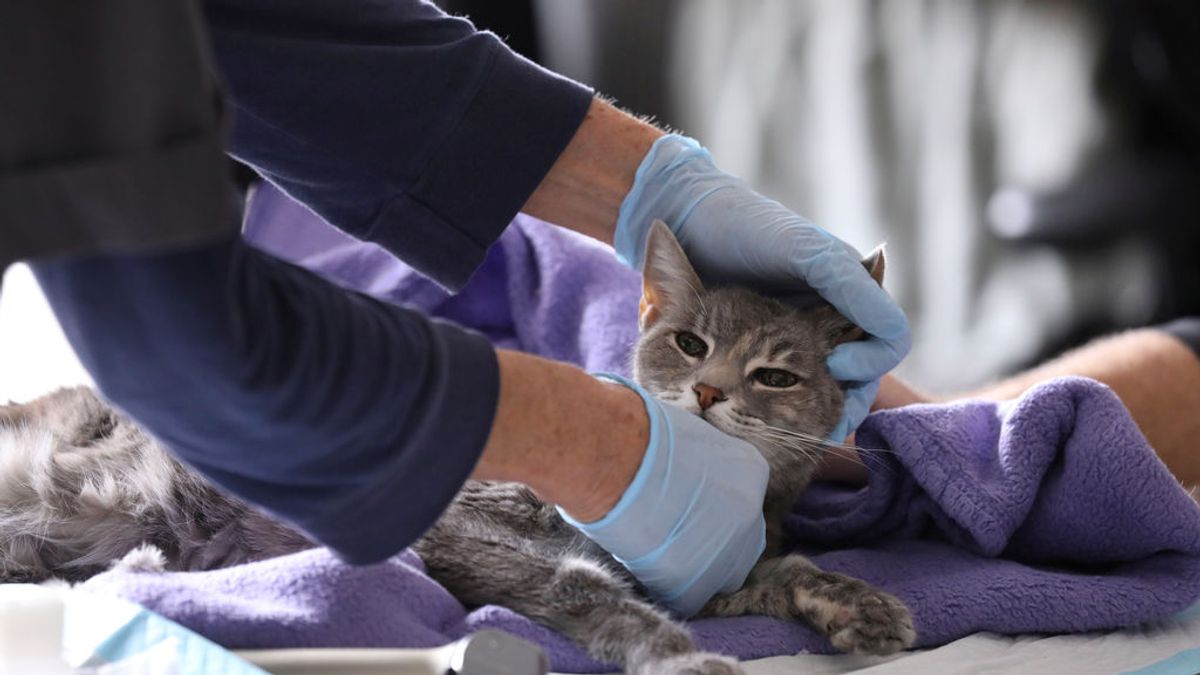 Los veterinarios reclaman su papel para evitar futuras pandemias: la estrategia 'One Health' Los veterinarios reclaman su papel para evitar futuras pandemias: la estrategia 'One Health'