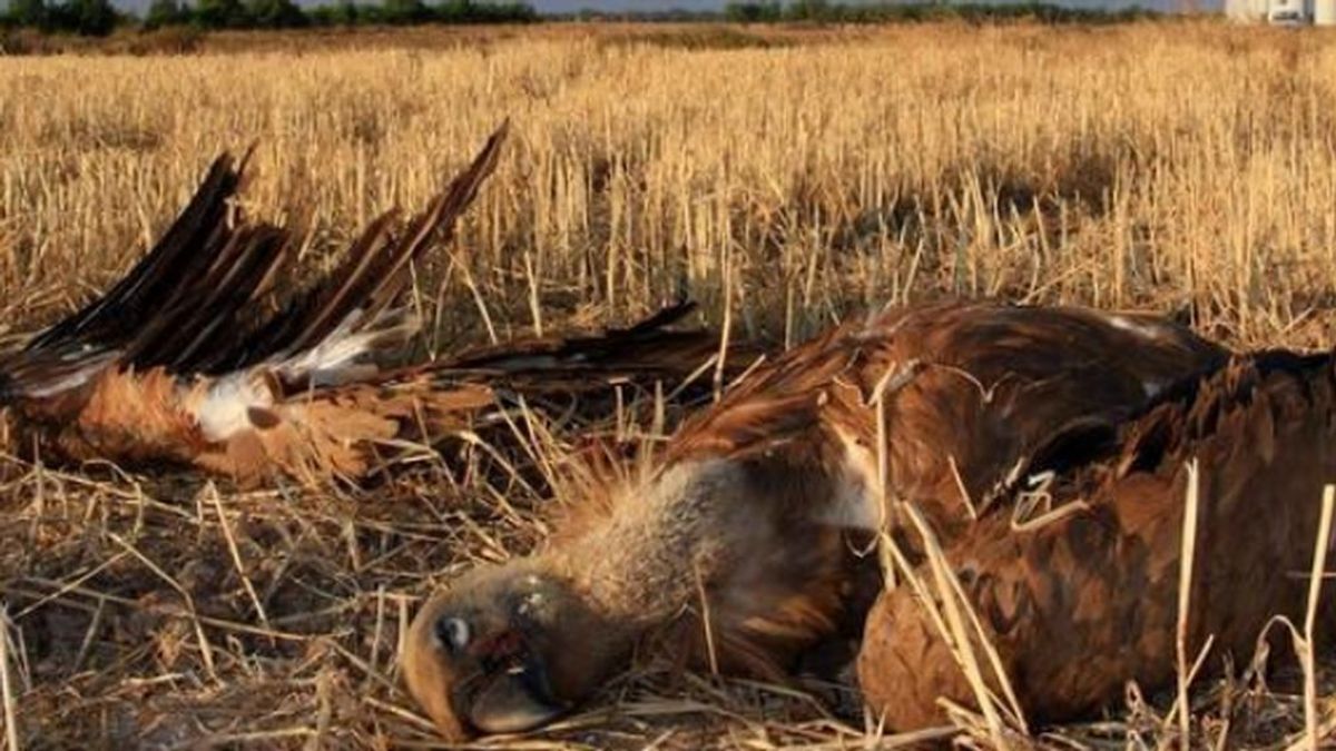 Tudela, Zaragoza, Bunyola y Albacete los puntos negros de envenamiento de animales