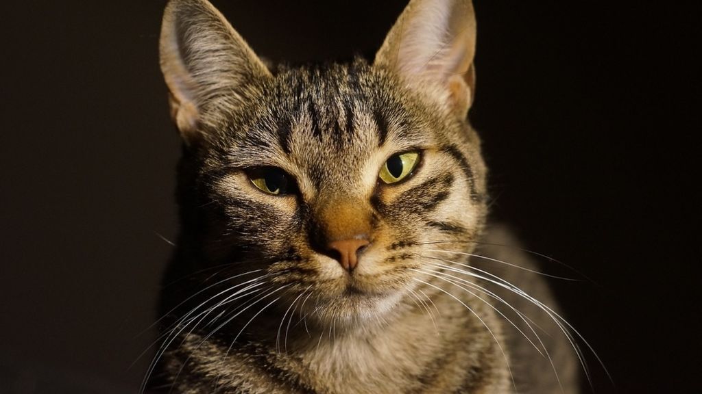 La explicación de un experto a por qué los gatos parpadean lento frente a sus dueños