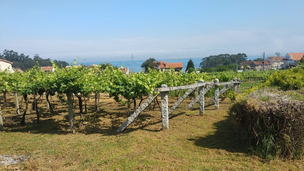 Viñedos