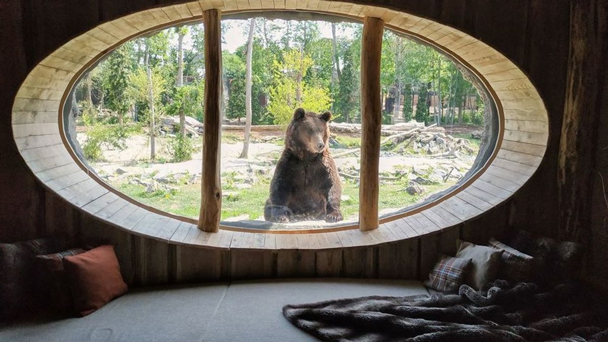 El hotel más salvaje del mundo: habitaciones de lujo entre osos y morsas