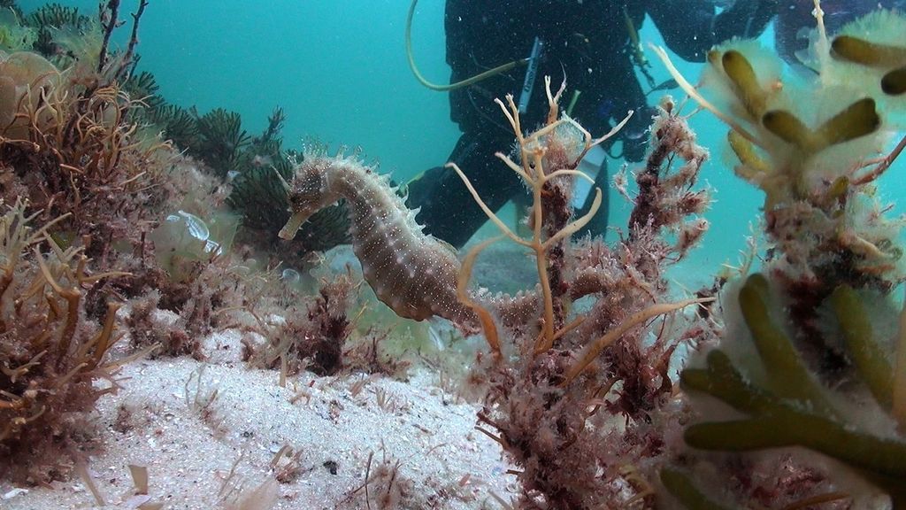 El lento adiós al caballito del Mar Menor: piden que se declare en peligro de extinción