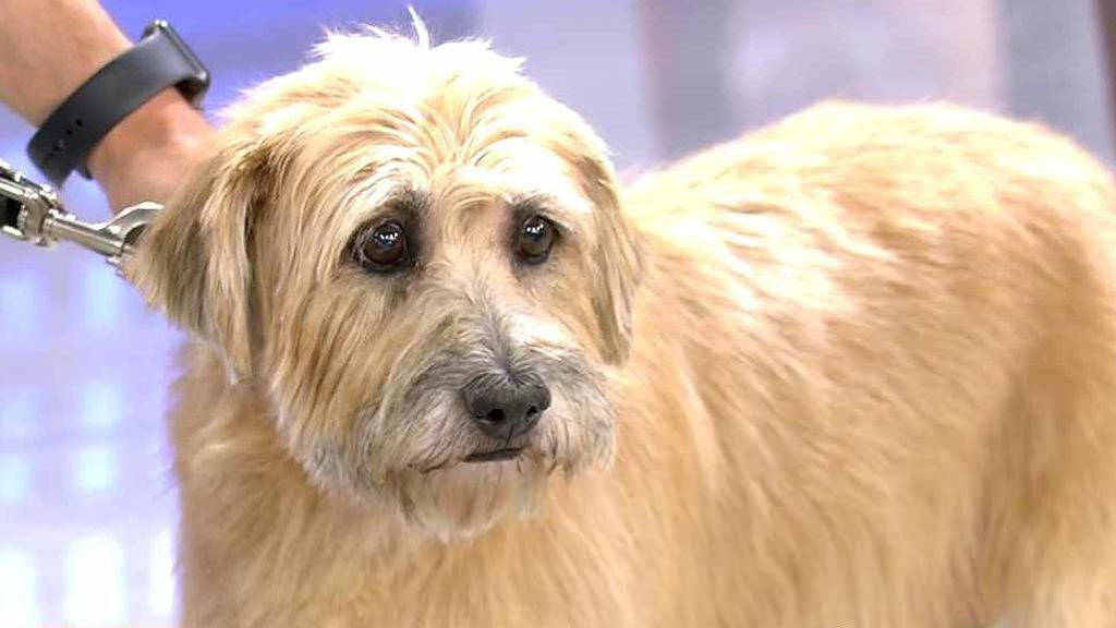 La dura historia de Berta, una perra en acogida tras el fallecimiento de su dueña, que sufría Síndrome de Diógenes