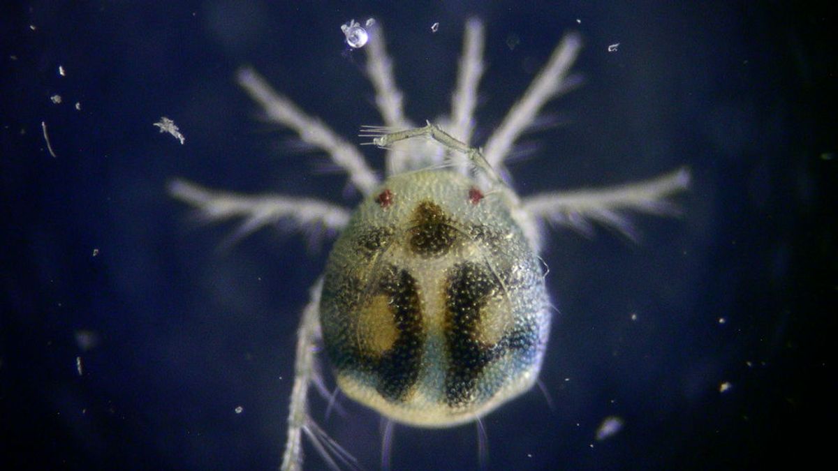 Los ácaros acuáticos podrían ser clave para la salud humana en el futuro