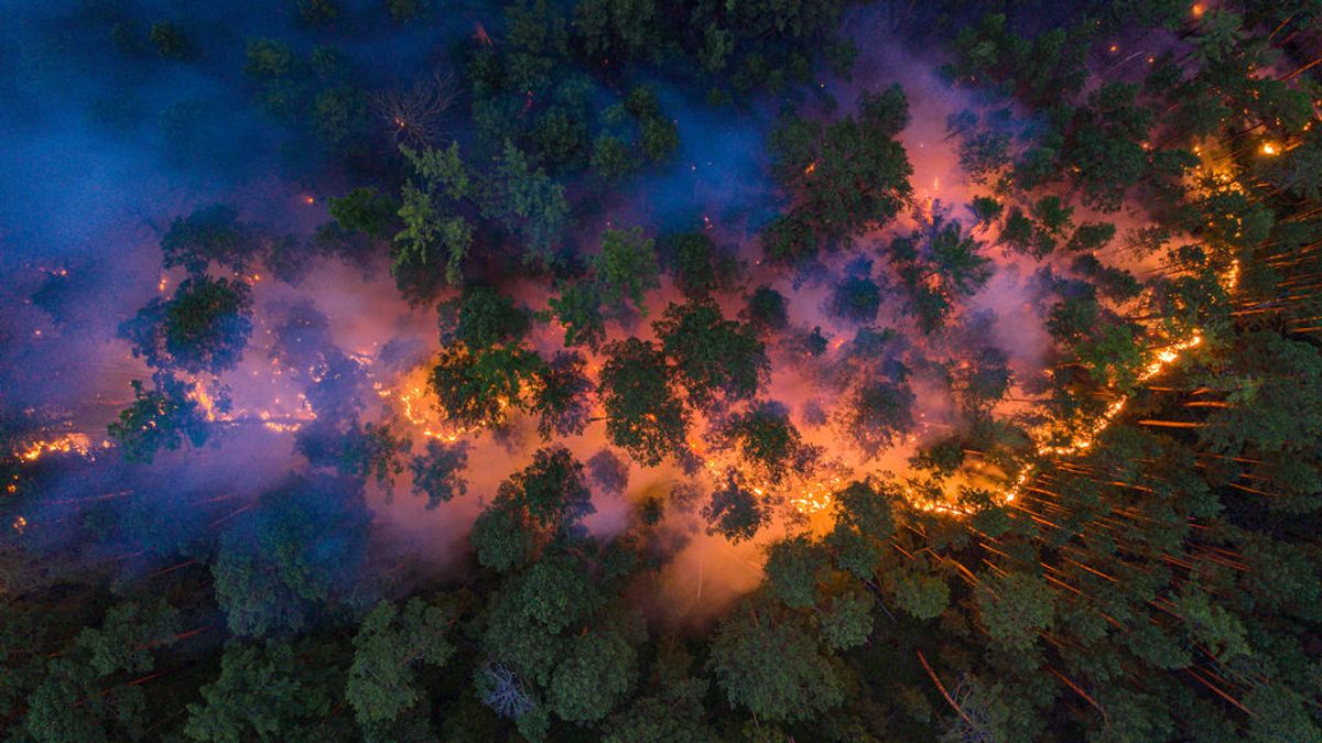 Incendios en Rusia: la repercusión que tendrá a nivel mundial la pérdida de bosque en Siberia