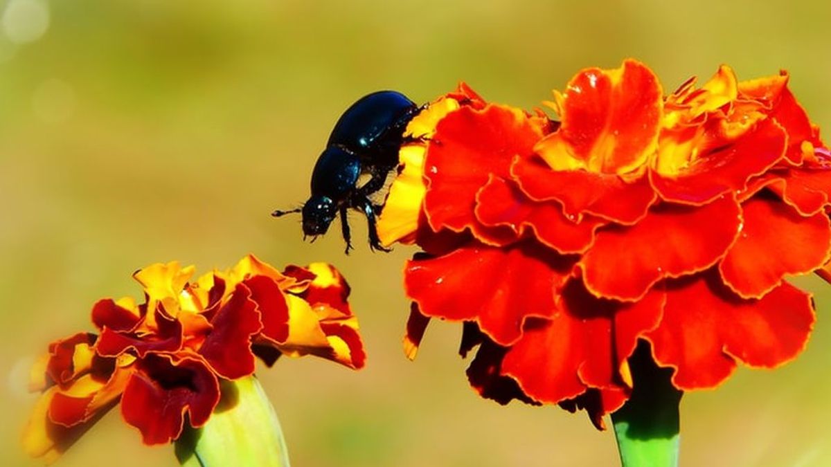 Minicámara a espaldas de un escarabajo: primeros pasos para robotizar la observación de los insectos