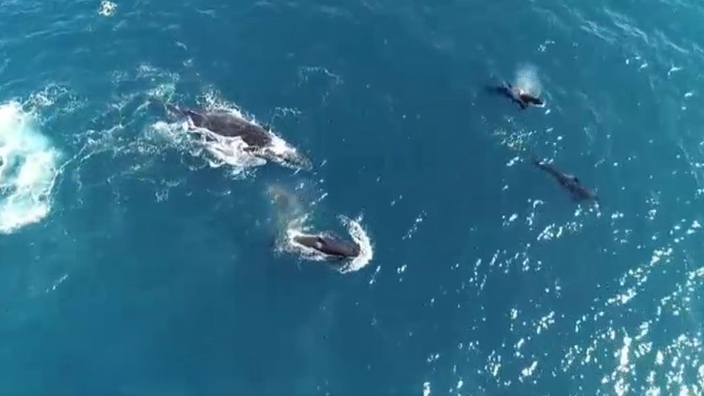 La persecución de una manada de orcas a una ballena jorobada y su cría