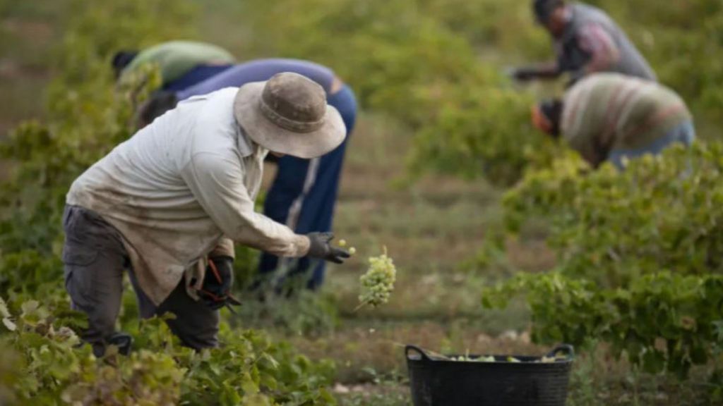 Guía anti covid en fincas agrícolas: mascarillas, alojamientos limpios y se limitarán las visitas a los temporeros Guía anti covid en fincas agrícolas: mascarillas, alojamientos limpios y se limitarán las visitas a los temporeros