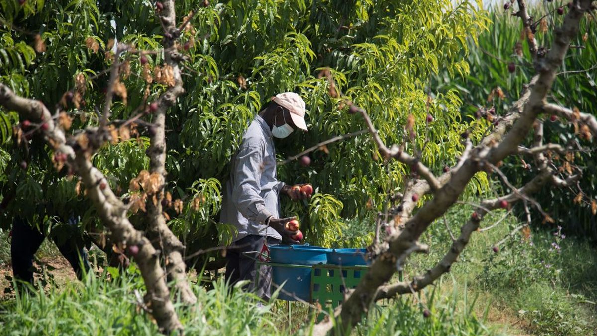 Francia irá a los tribunales contra una empresa española por los brotes de coronavirus entre temporerosEFE Francia irá a los tribunales contra una empresa española por los brotes de coronavirus entre temporerosEFE
