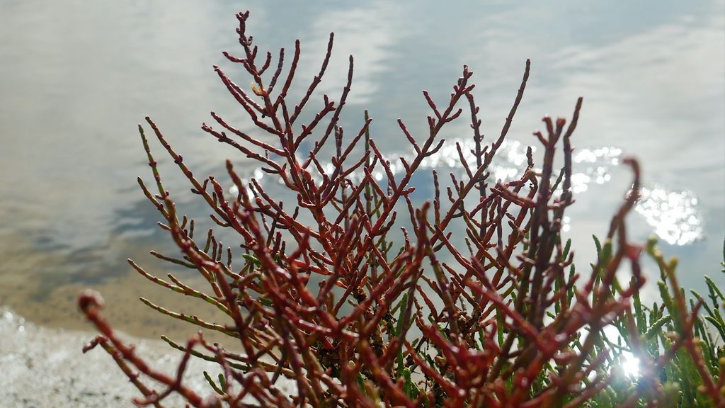 Una planta de salicornia en la salina