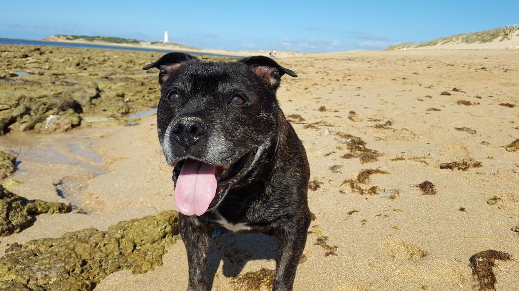 Vacaciones con tu mascota: Las playas para perros este verano poscovid en España Vacaciones con tu mascota: Las playas para perros este verano poscovid en España