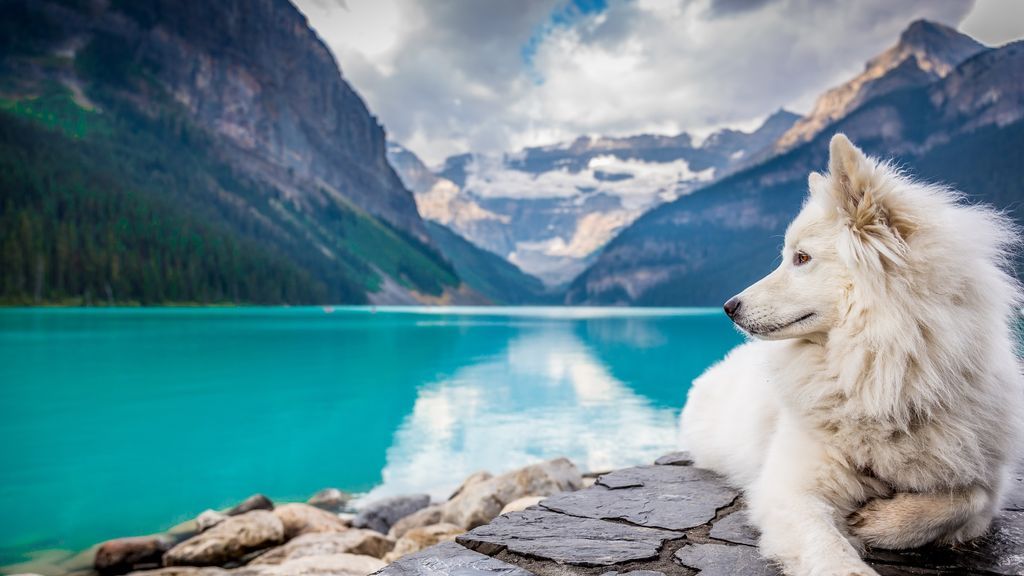 Doga, dogtrekking y agility. Descubre qué deportes puedes hacer con tu perro en verano