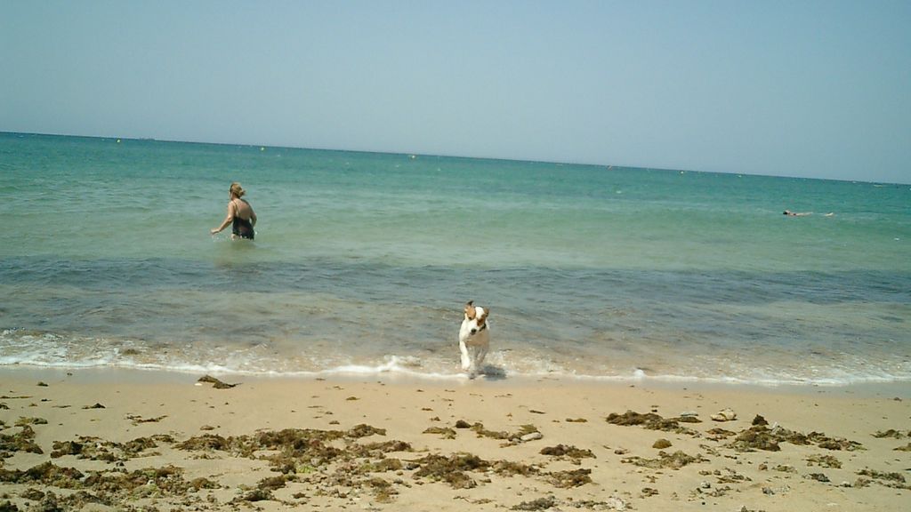 Playas para perros