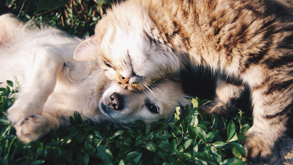 Atragantamientos y otros problemas: cómo actuar si tu mascota se asfixia mientras come