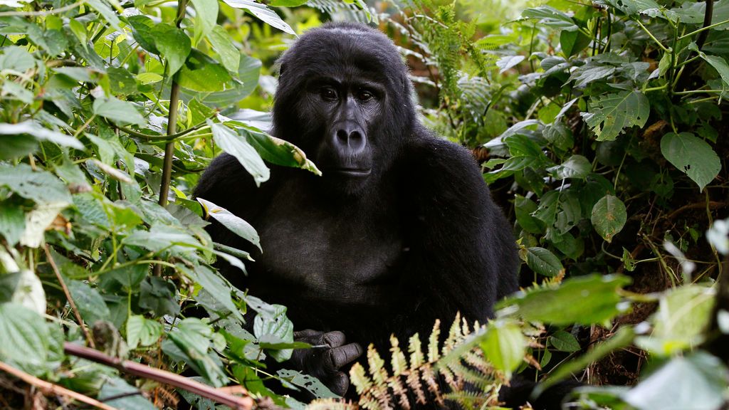 Once años de cárcel por matar a un famoso gorila de Uganda aunque alega defensa propia Once años de cárcel por matar a un famoso gorila de Uganda aunque alega defensa propia