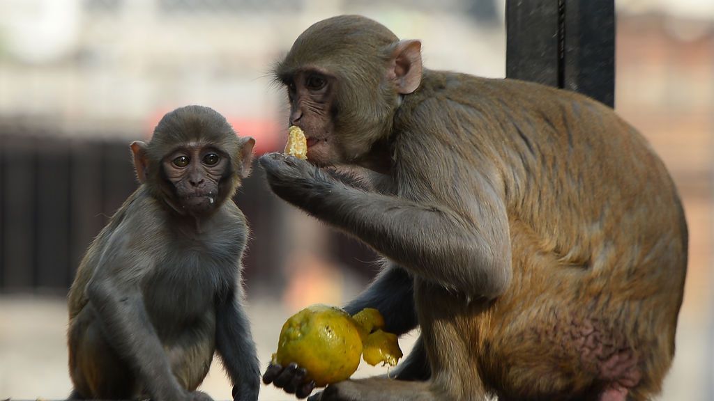 La ventaja de la vacuna de Johnson&Johnson: una sola dosis demuestra eficacia en macacos La ventaja de la vacuna de Johnson&Johnson: una sola dosis demuestra eficacia en macacos