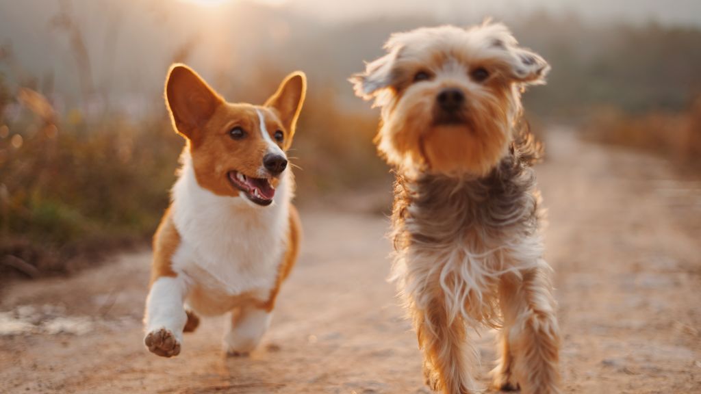 La esterilización en mascotas, un proceso sencillo y económico con muchos beneficios