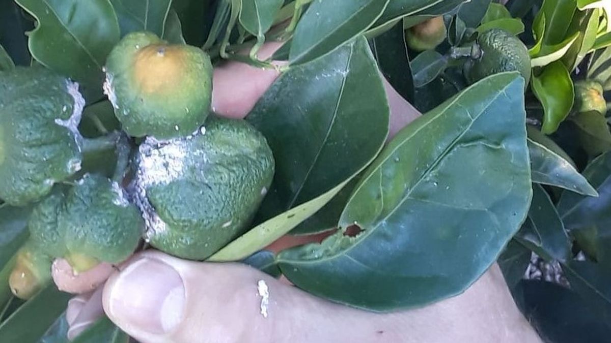 Cotonet: la plaga sudafricana de la fruta que causa pérdidas millonarias