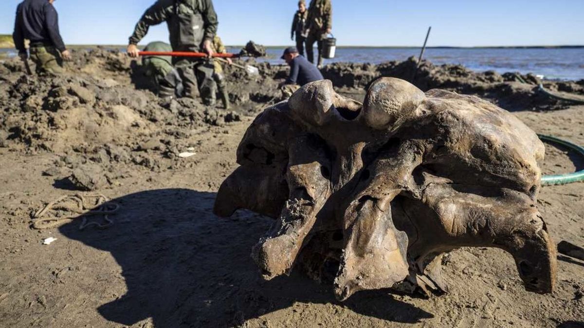 Restos de mamut encontrados en Siberia: el calor extremo desvela los secretos del permafrost