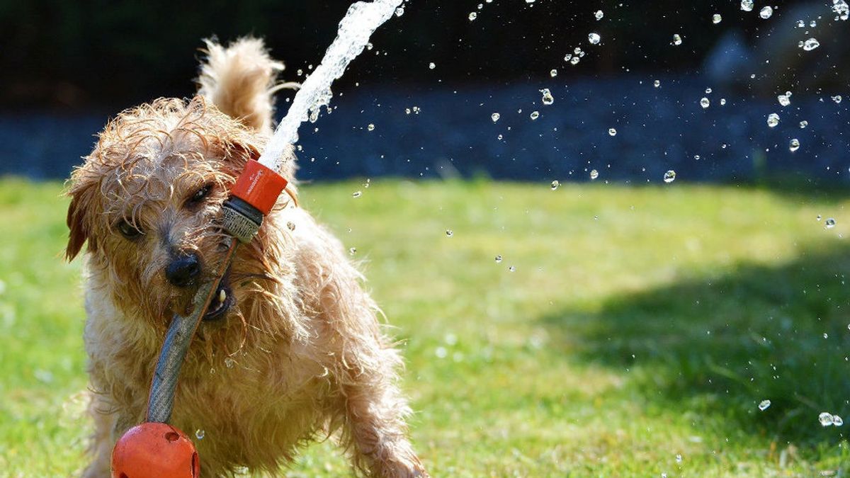 Consejos para mantener a tu perro seguro durante una ola de calor Consejos para mantener a tu perro seguro durante una ola de calor