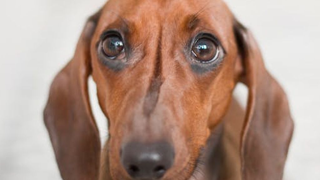 Los abandonos de mascotas se disparan un 25% en época estival Los abandonos de mascotas se disparan un 25% en época estival