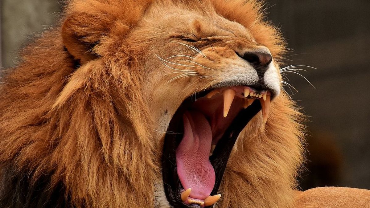 Un león arrancó parte del brazo a un hombre mientras dormía junto a su esposa en un safari
