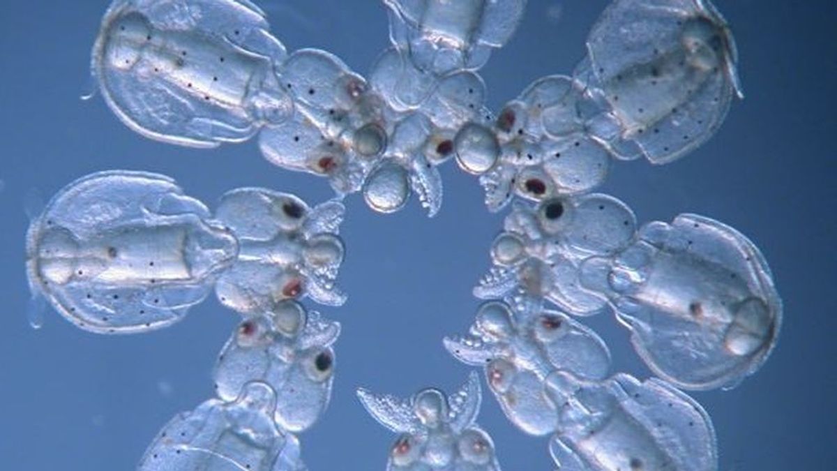 Logran crear calamares transparentes por edición genética Logran crear calamares transparentes por edición genética