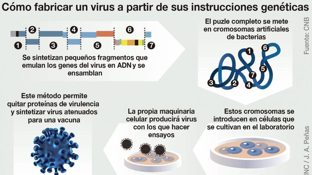 ¿Cómo fabricar un virus a partir de sus instrucciones genéticas?