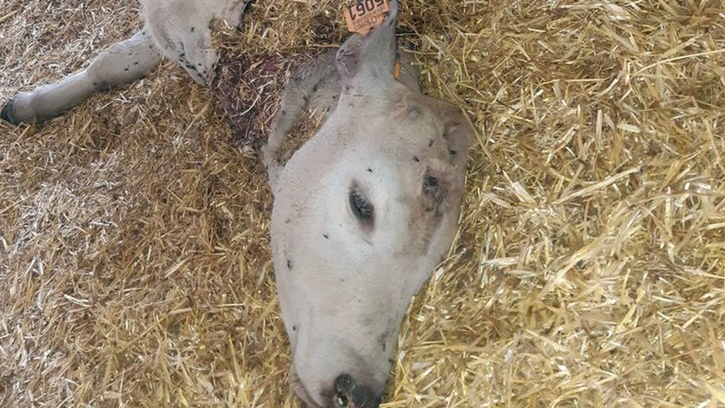 Envenena y mata a varios animales en Jaén para robar dos corderos Envenena y mata a varios animales en Jaén para robar dos corderos