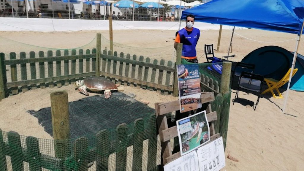 Se buscan voluntarios para proteger el nido de una tortuga boba en plena playa de Barcelona Se buscan voluntarios para proteger el nido de una tortuga boba en plena playa de Barcelona