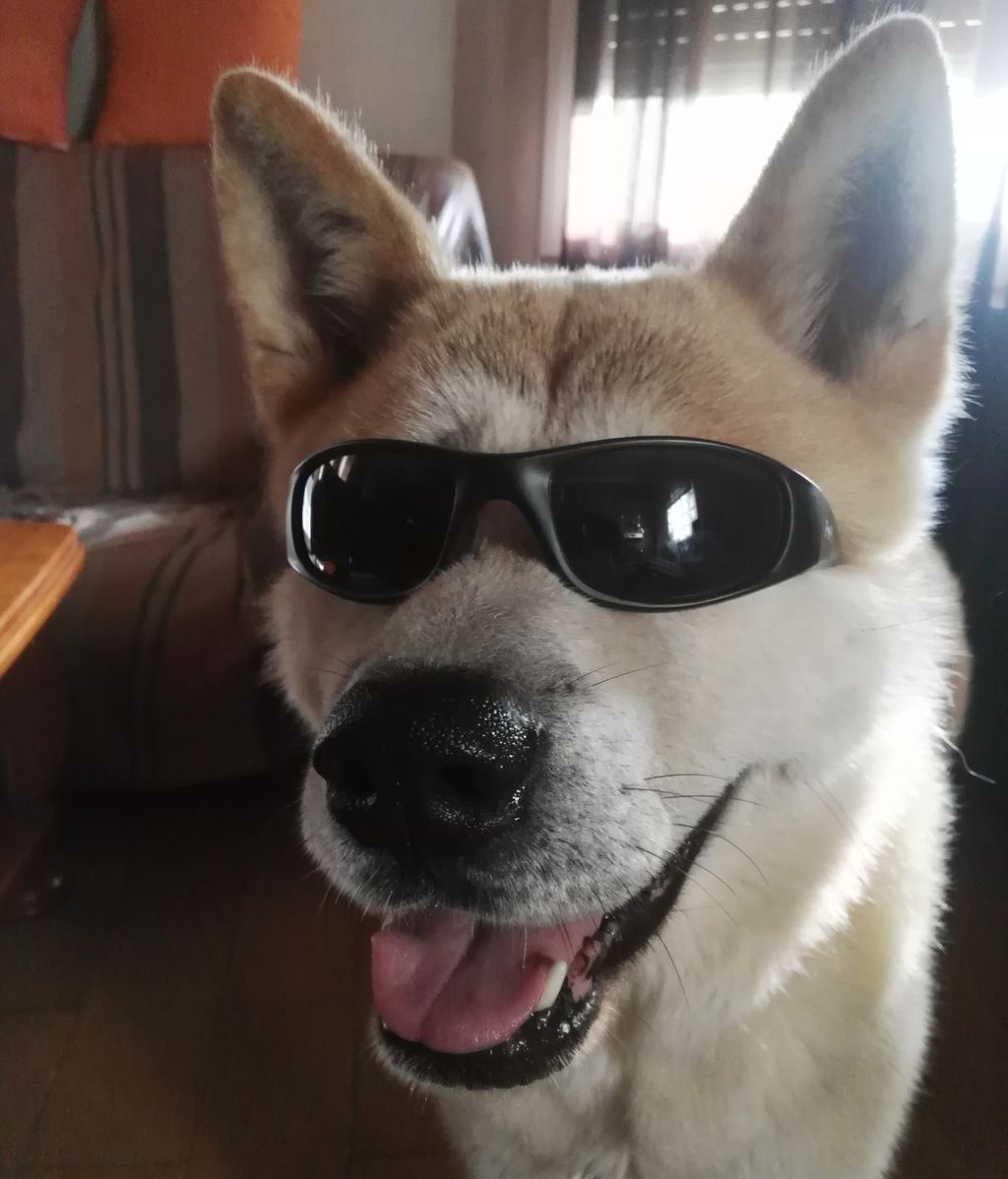 Conan - Akita Inu