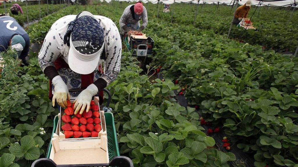 La Generalitat paraliza una empresa al descubrir a empleados trabajando con una PCR positiva La Generalitat paraliza una empresa al descubrir a empleados trabajando con una PCR positiva