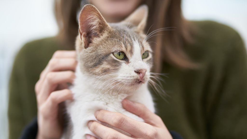 "Es solo un animal": 5 frases que no debes decir a alguien que ha perdido a su mascota