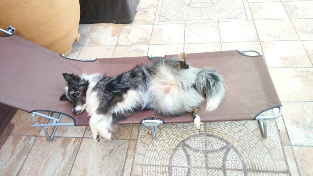 Dana - Border Collie