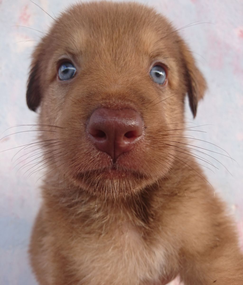 Jose Luis - Mix Mastín y Labrador